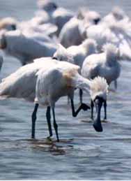 {short description of image}